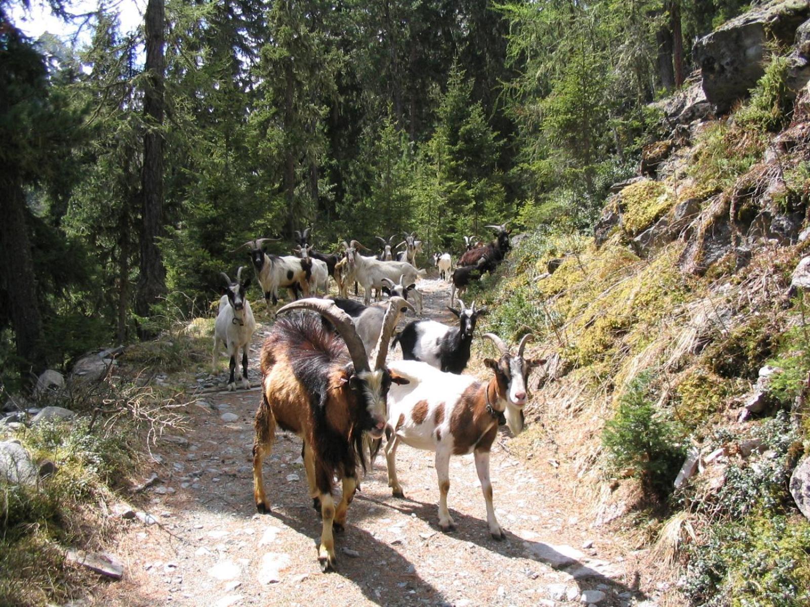 Haus Alpenruh Ξενοδοχείο Sankt Leonhard im Pitztal Εξωτερικό φωτογραφία